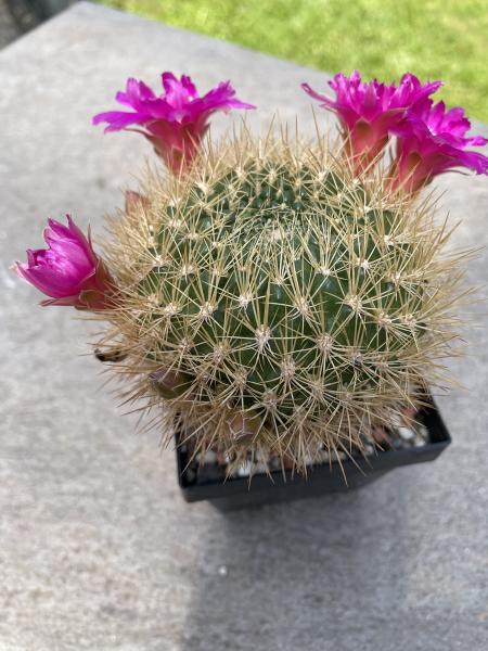 Neoporteria subgibbosa